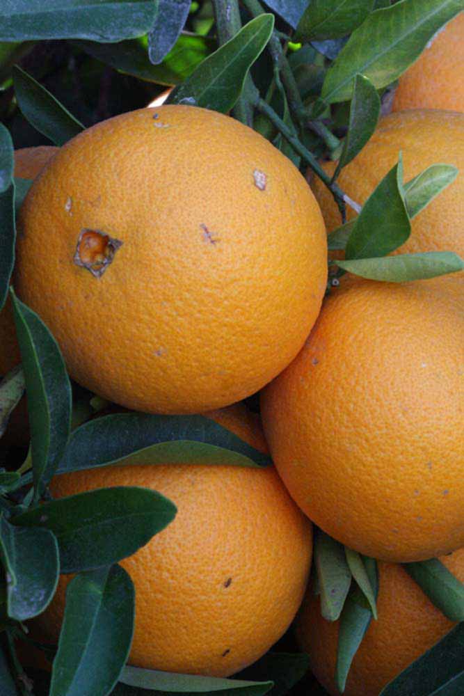            Fruit (Riverside, CA)   